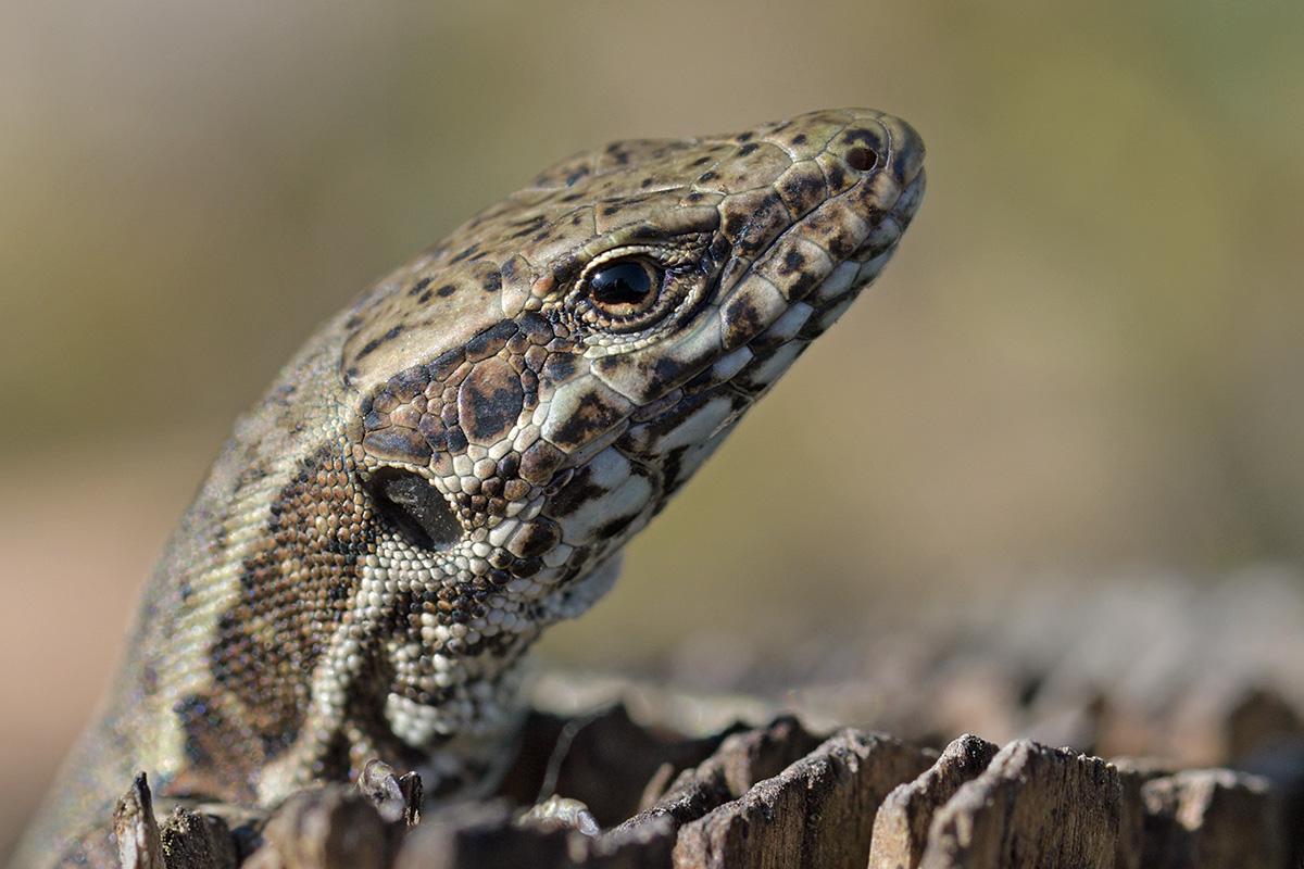 Wall Lizard (Podarcis muralis) (3)