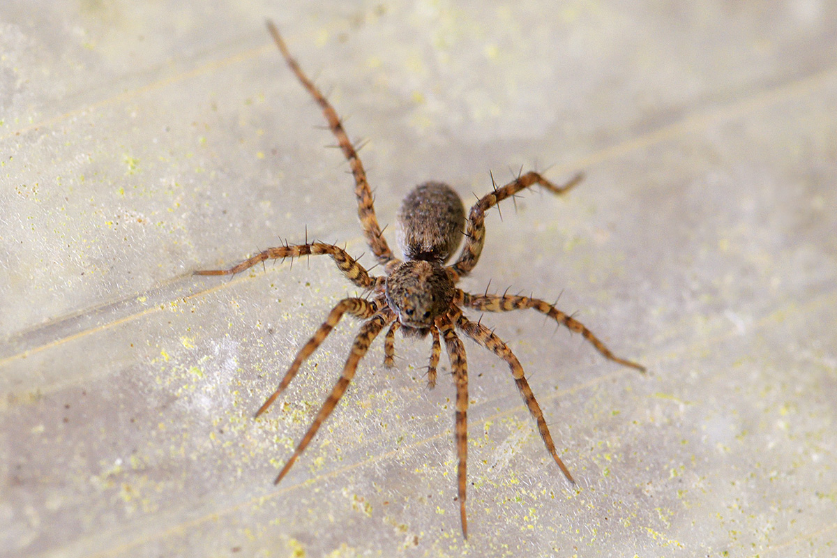 Wolf Spider (Pardosa lugubris) (2)