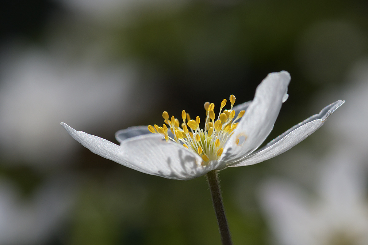 Wood Anemone (Anemone nemorosa) (3)