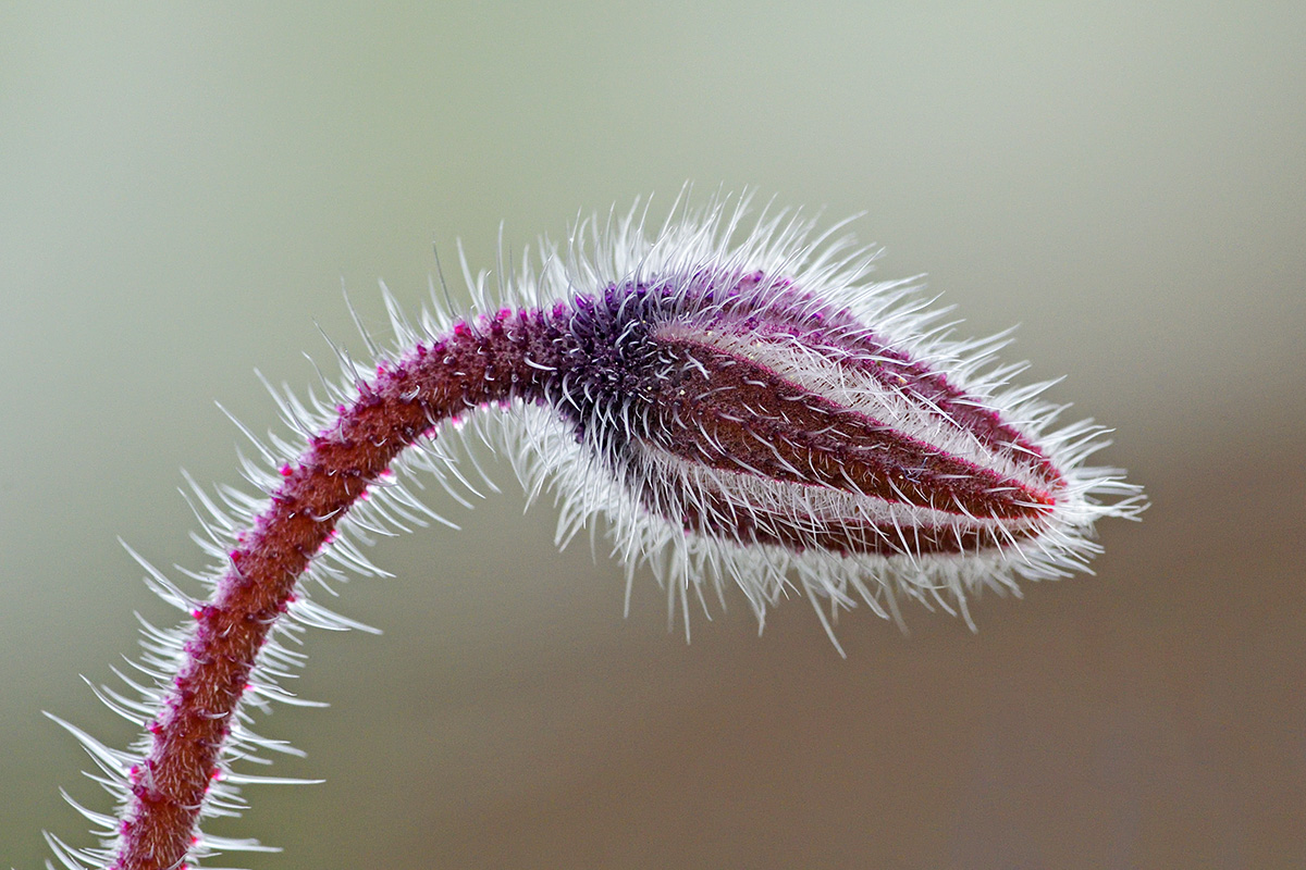 Borage (Borago officinalis) (1)