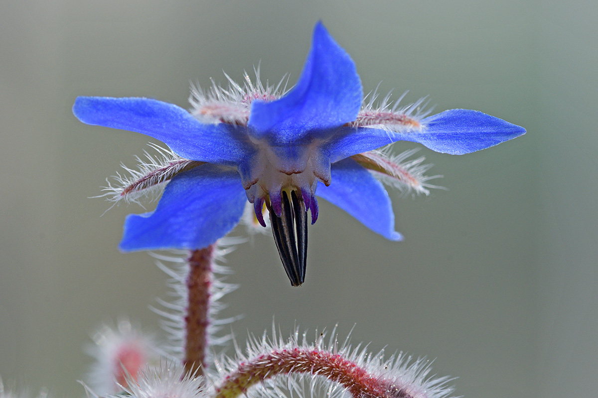 Borage (Borago officinalis) (2)