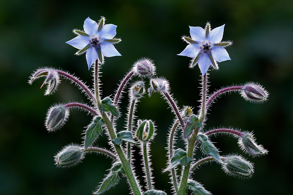 Borage (Borago officinalis) (3)