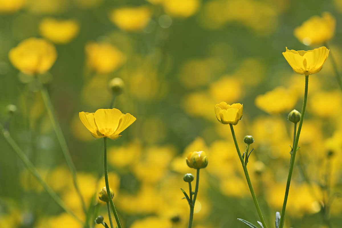 Meadow Buttercup (Ranunculus acris) (1)