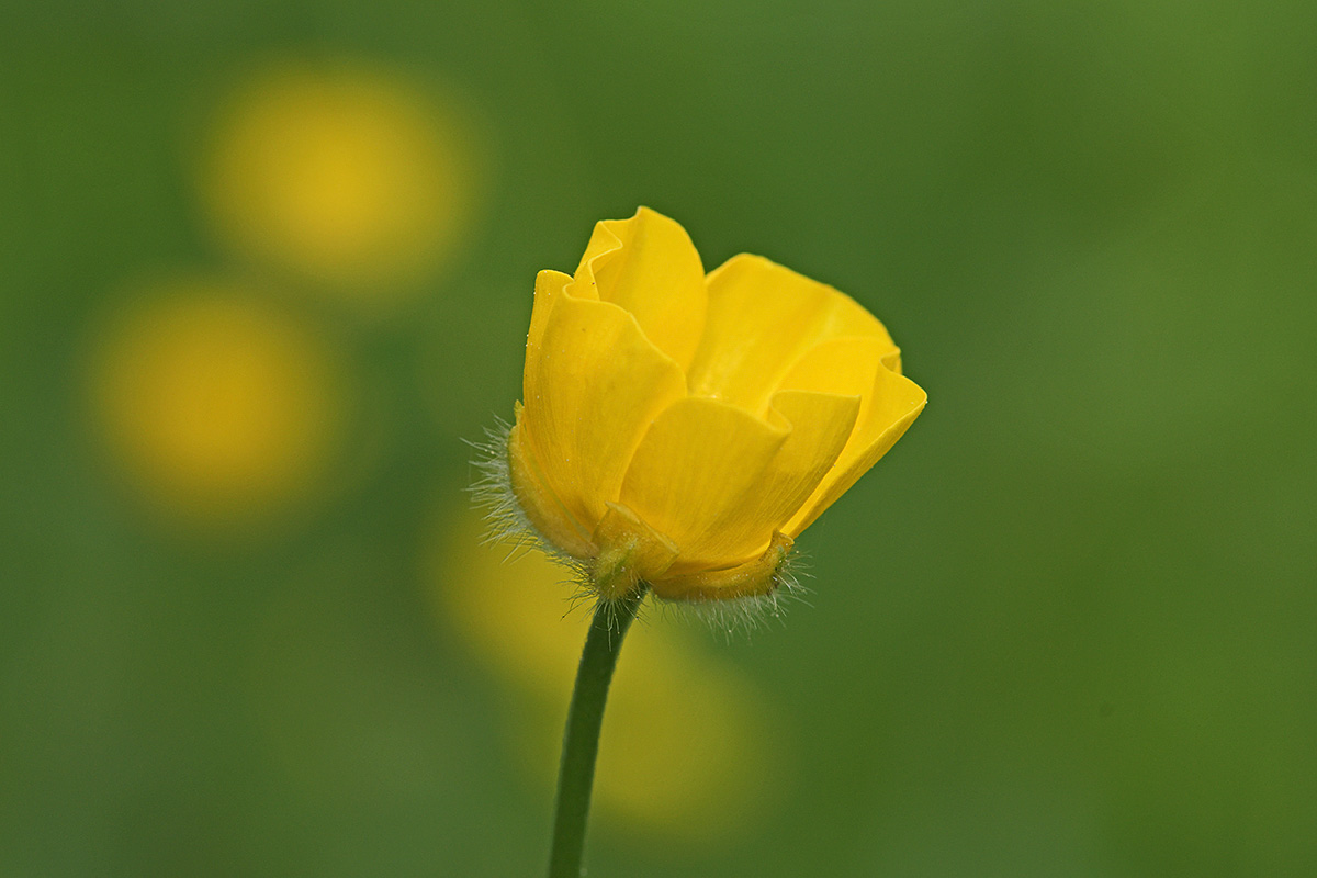 Meadow Buttercup (Ranunculus acris) (2)