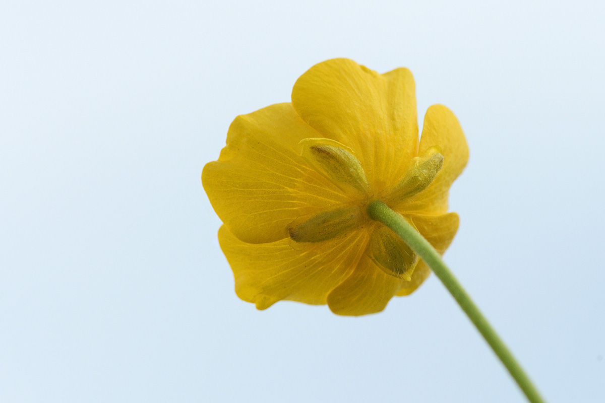 Meadow Buttercup (Ranunculus acris) (3)