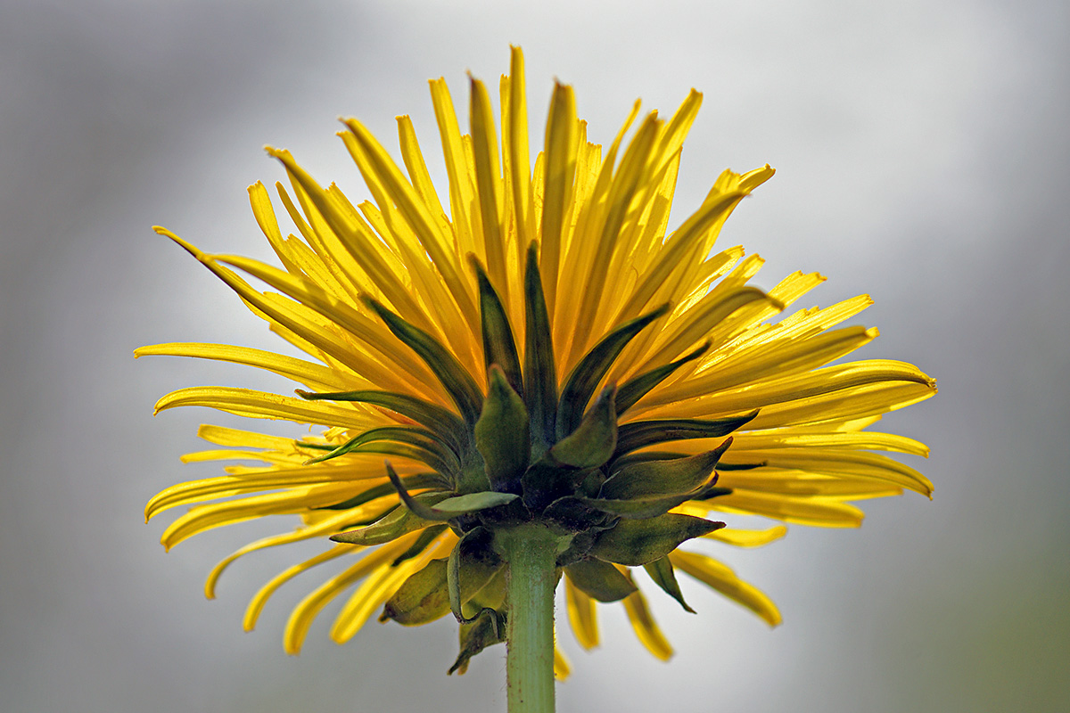 Dandelion (Taraxacum officinale) (1)