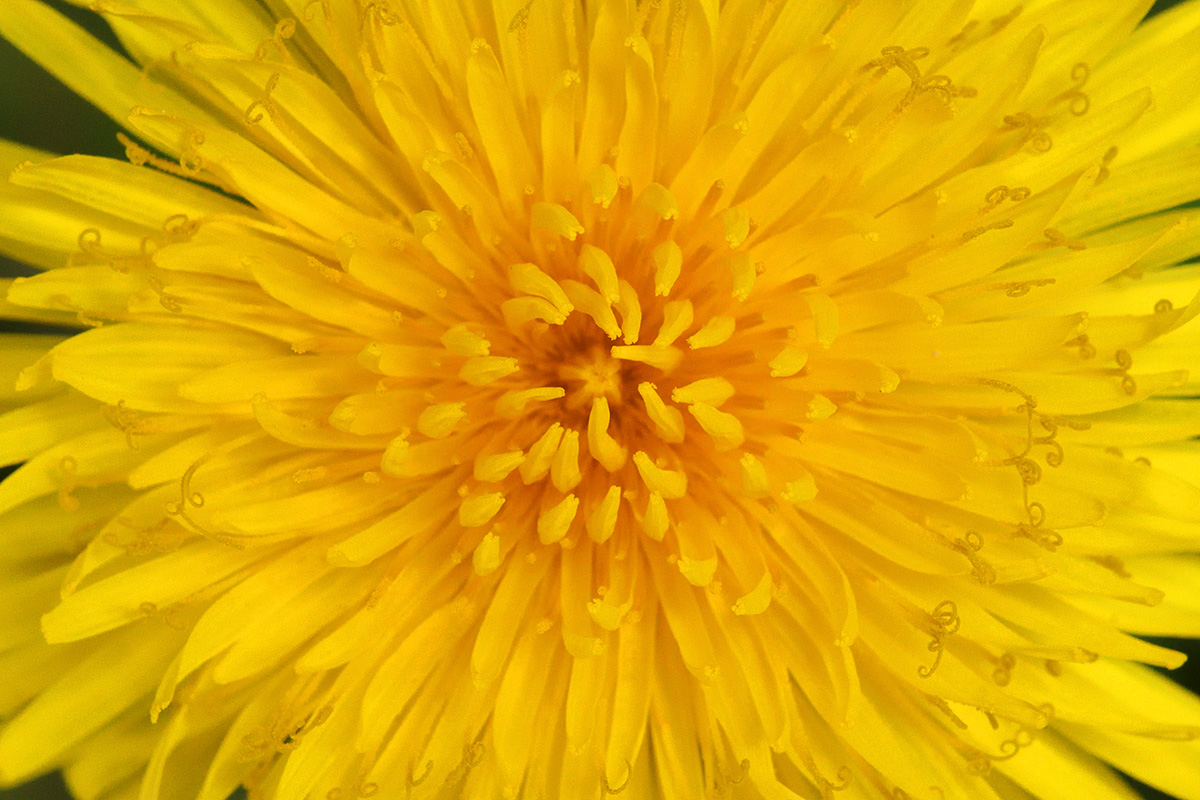 Dandelion (Taraxacum officinale) (2)