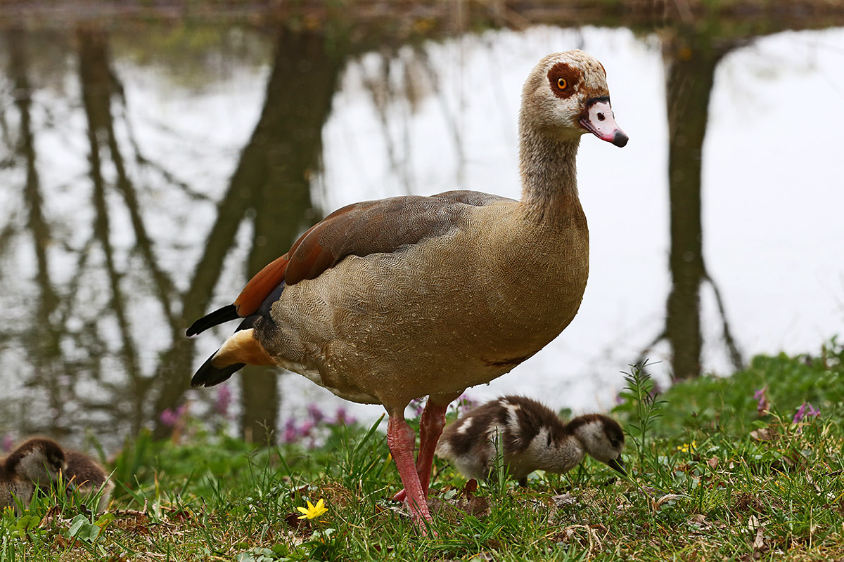 Egyptian Geese (Alopochen aegyptiaca) (1)