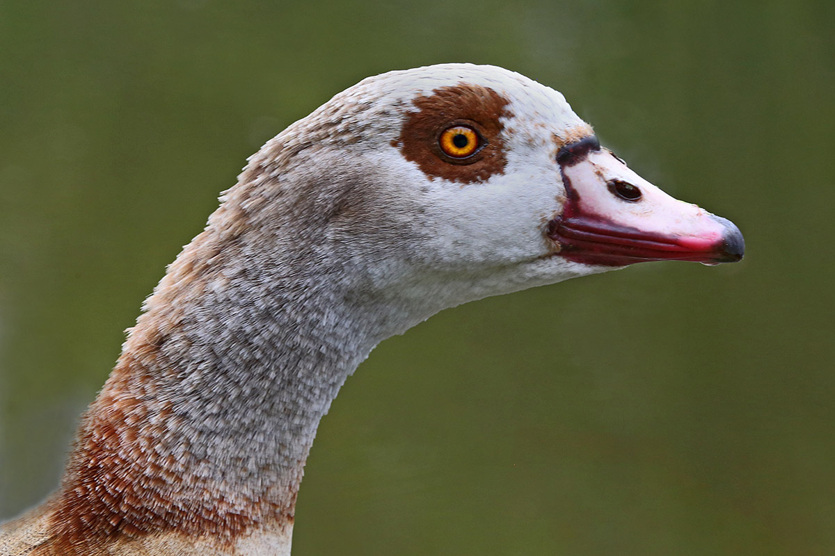 Egyptian Geese (Alopochen aegyptiaca) (2)