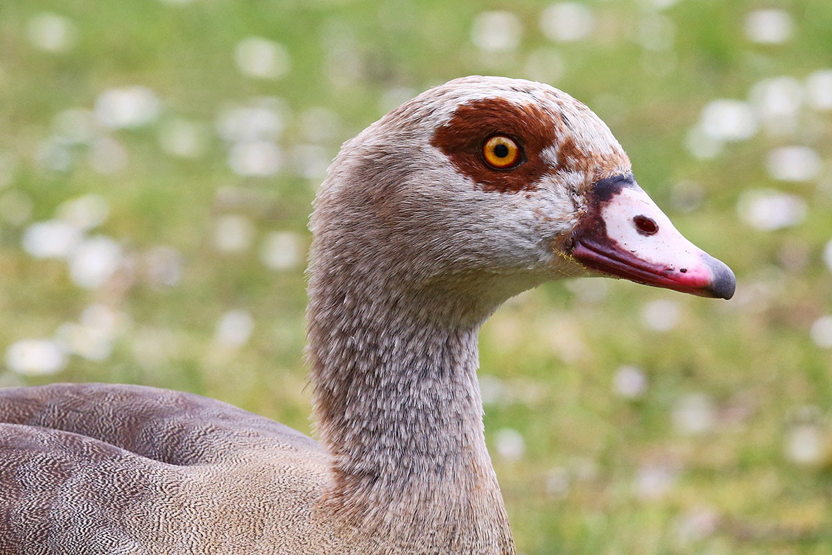 Egyptian Geese (Alopochen aegyptiaca) (3)