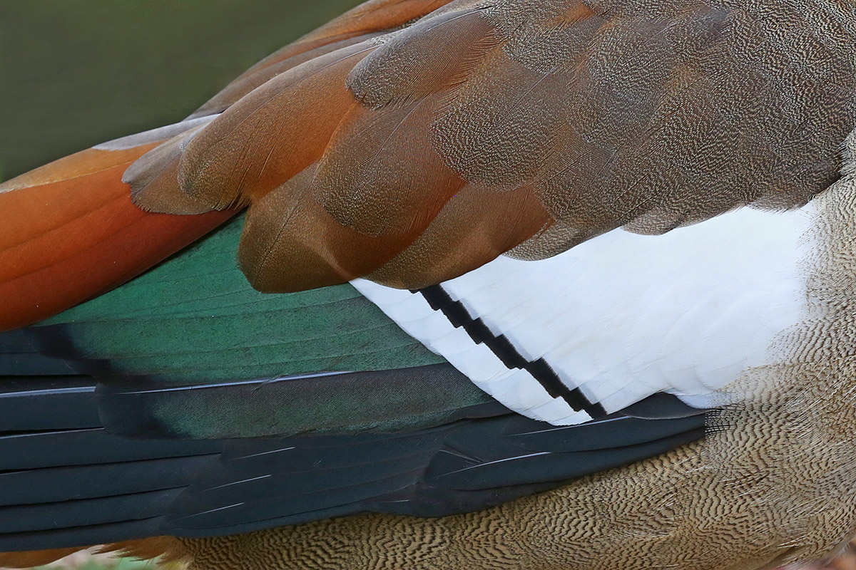 Egyptian Geese (Alopochen aegyptiaca) (4)