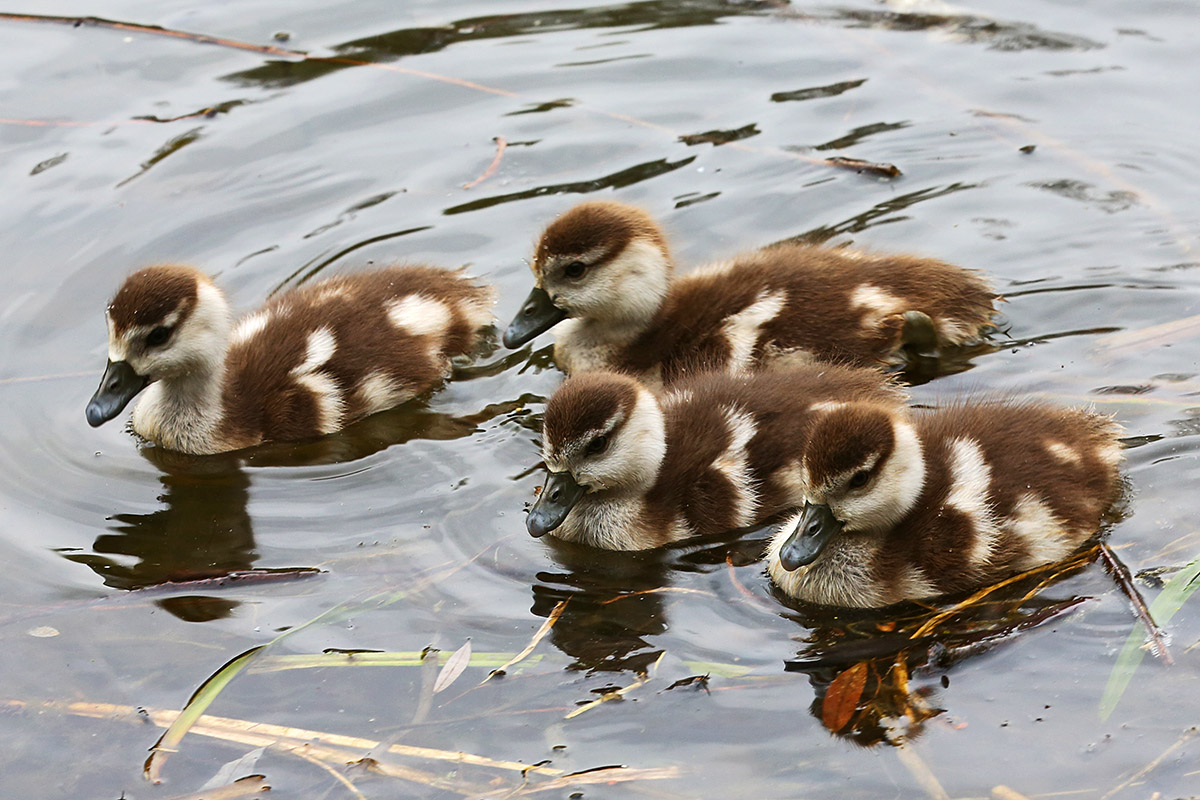 Egyptian Geese (Alopochen aegyptiaca) (5)