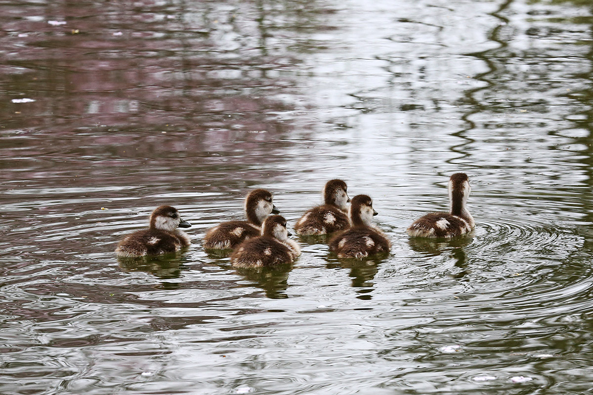 Egyptian Geese (Alopochen aegyptiaca) (6)