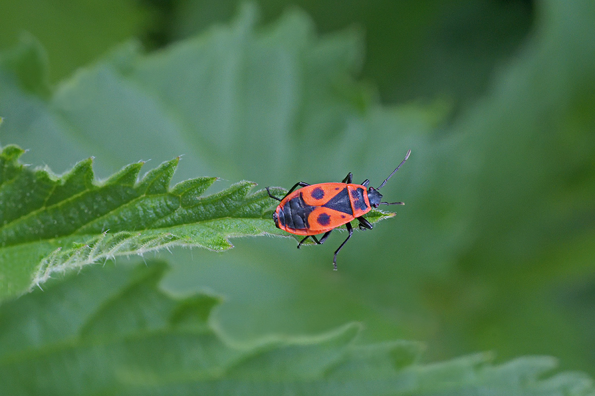 Firebug (Pyrrhocoris apterus) (3)