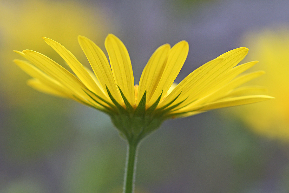 Leopard’s Bane (Doronicum orientale) (1)