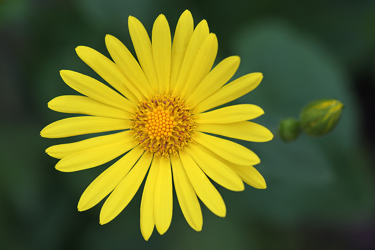 Leopard’s Bane (Doronicum orientale) (2)