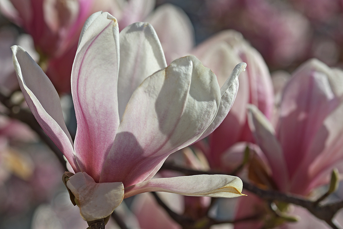 Magnolia (Magnolia × soulangeana) (2)