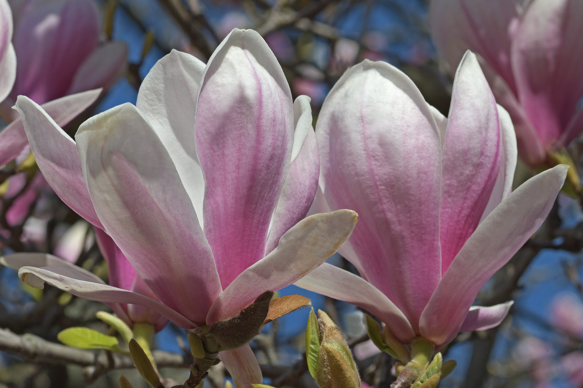 Magnolia (Magnolia × soulangeana) (3)