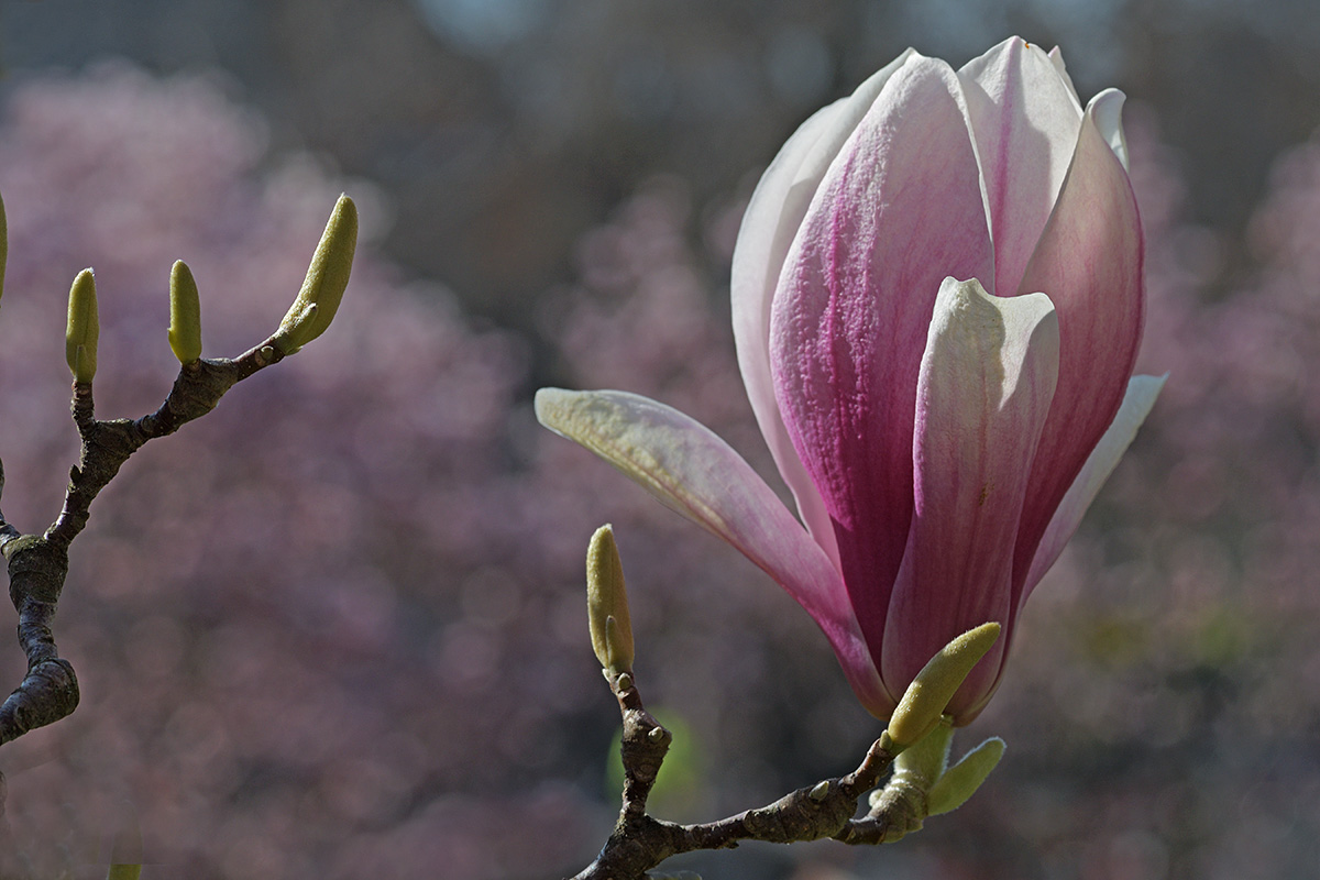 Magnolia (Magnolia × soulangeana) (4)