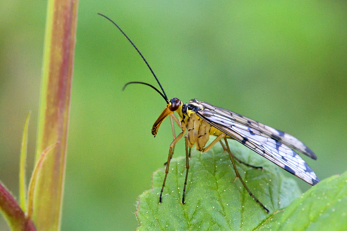 Scorpion Fly (Panorpa communis) (3)