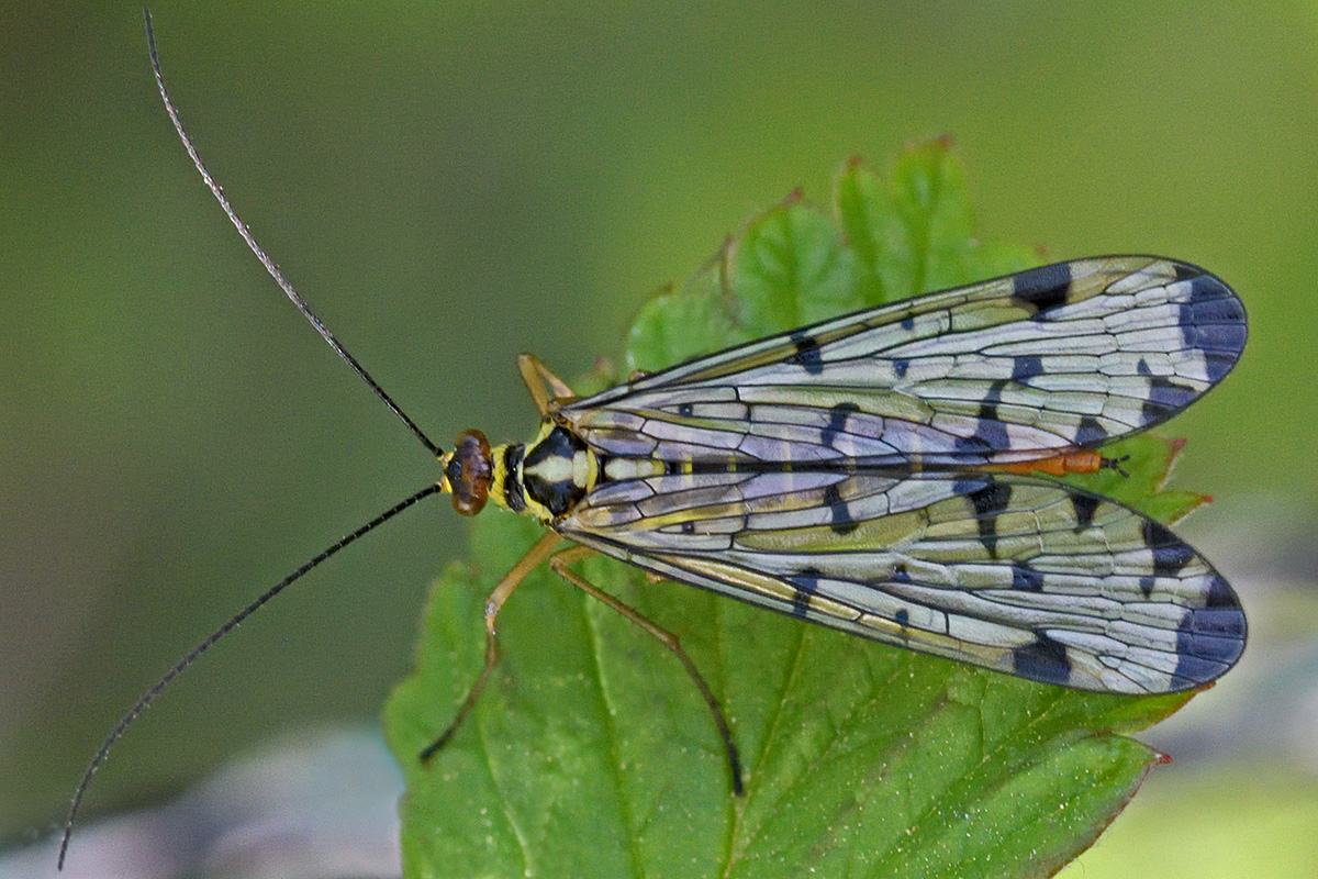 Scorpion Fly (Panorpa communis) (4)