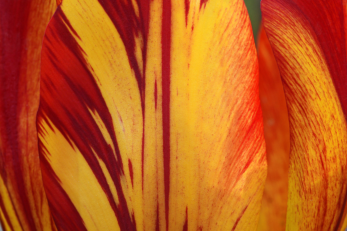 Striped Tulip (Tulipa gesneriana) (2)