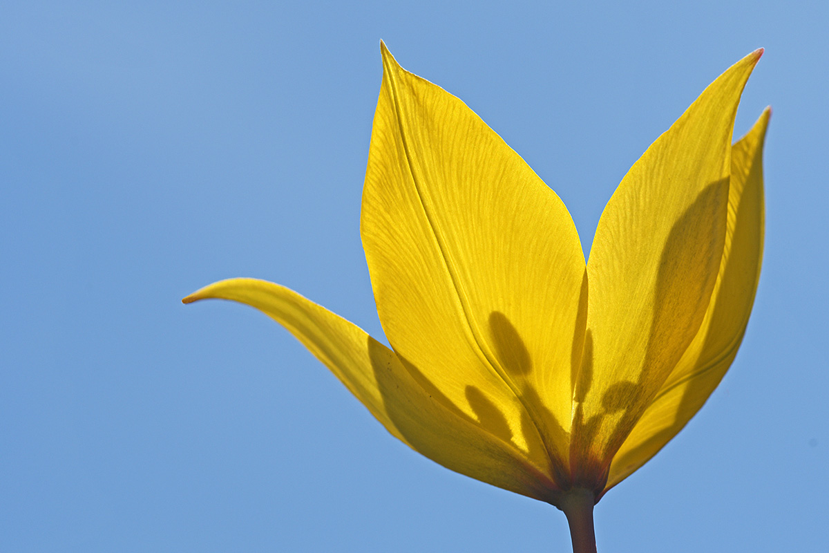 Wild Tulip (Tulipa sylvestris) (1)