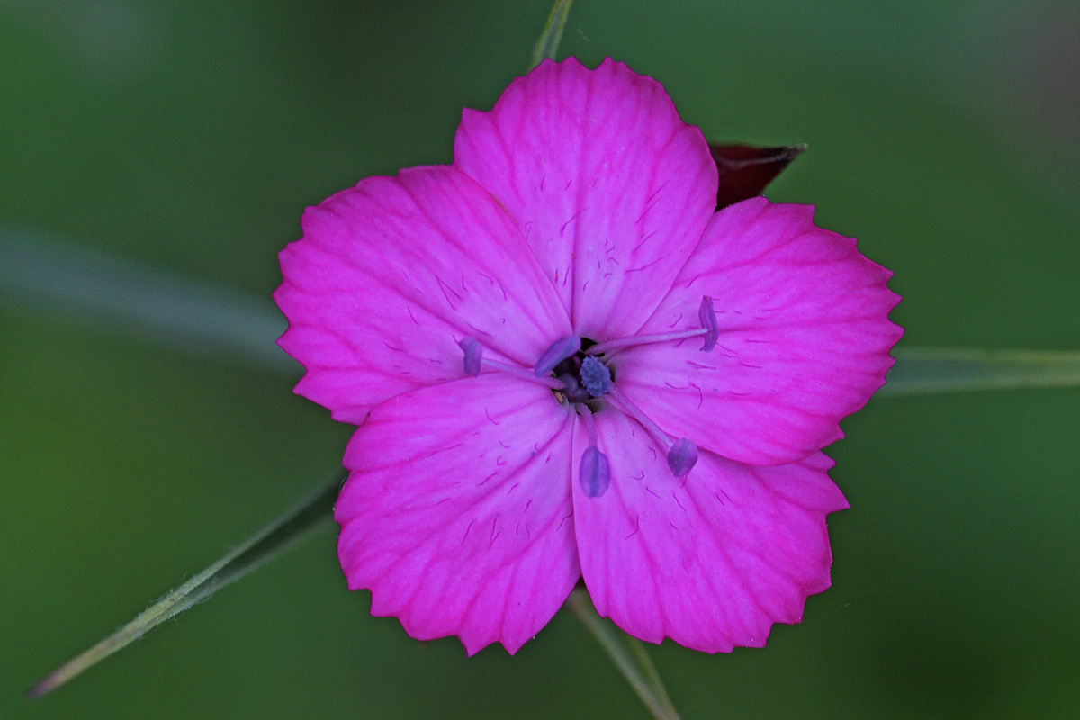 Carthusian Pink (Dianthus carthusianorum) (1)