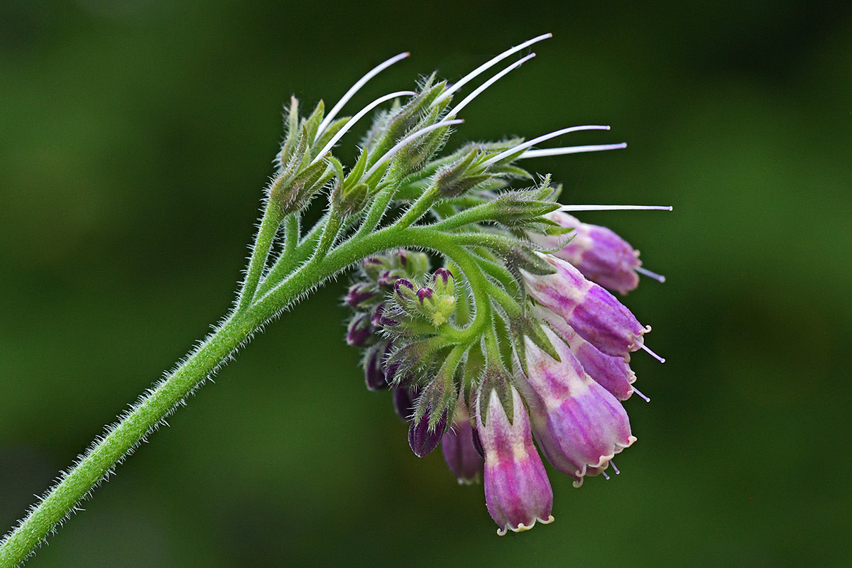 Comfrey (Symphytum officinale) (1)