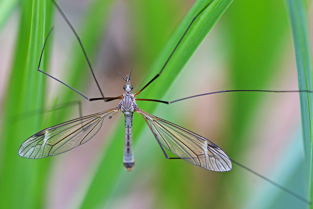 Common Crane Fly (Tipula oleracea) (1)