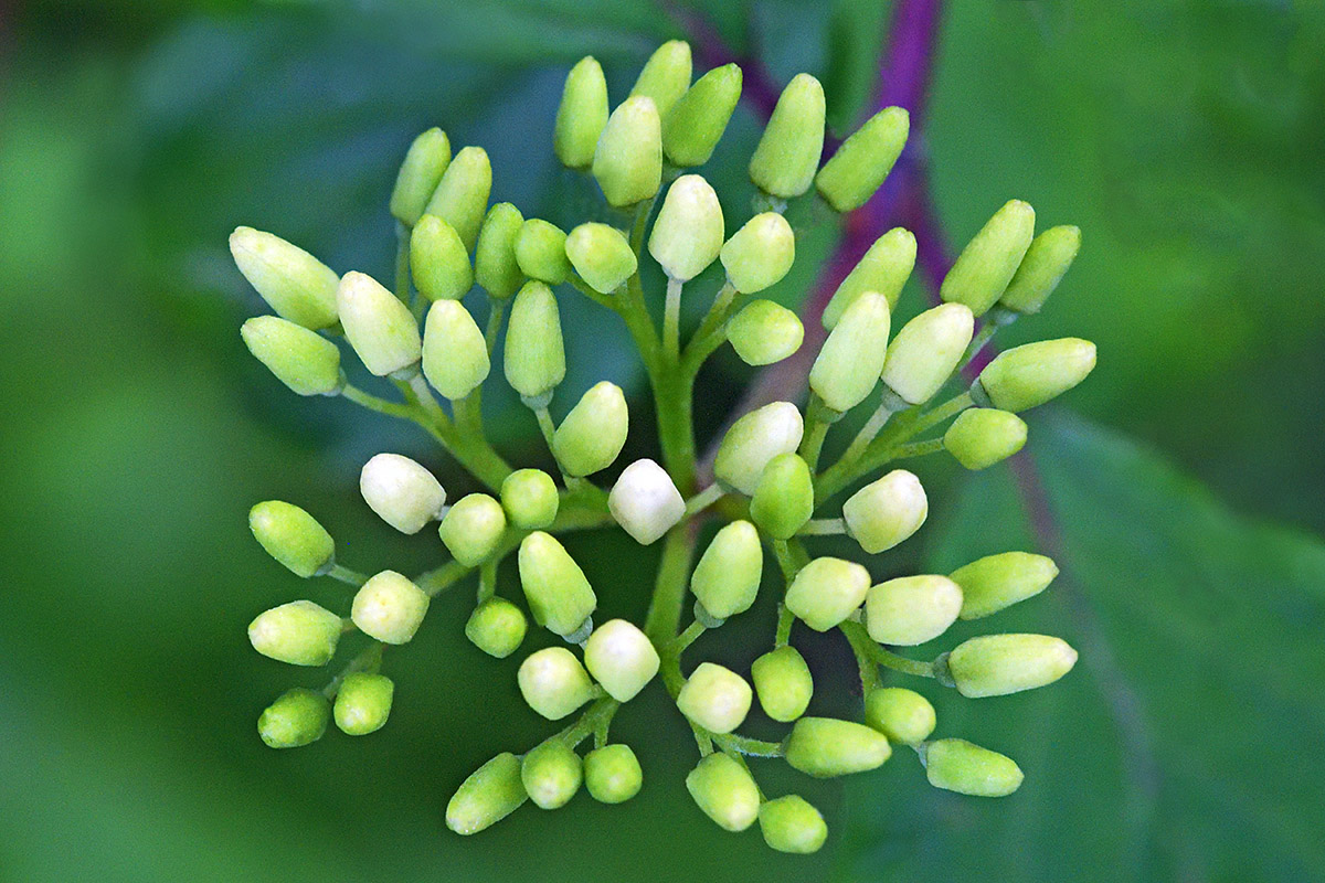 Flower Buds of Common Dogwood (Cornus sanguinea) (1)