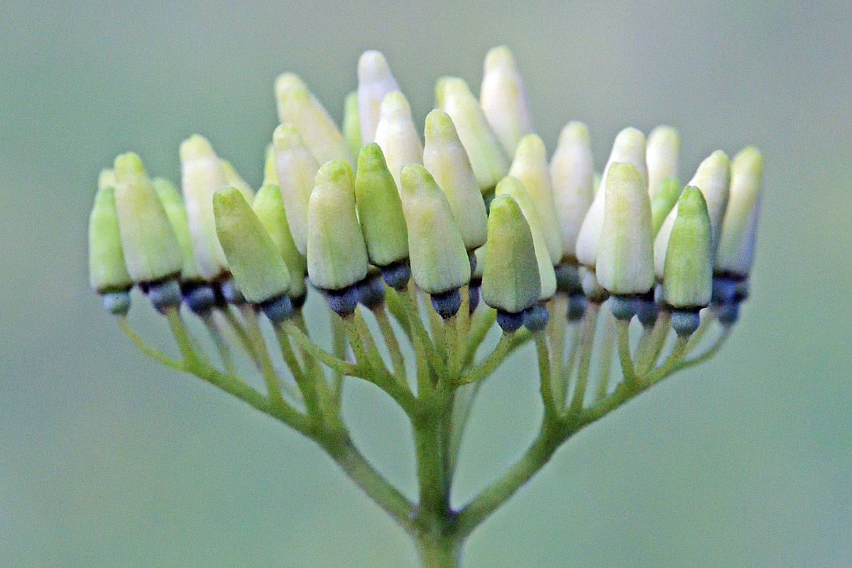 Flower Buds of Common Dogwood (Cornus sanguinea) (2)