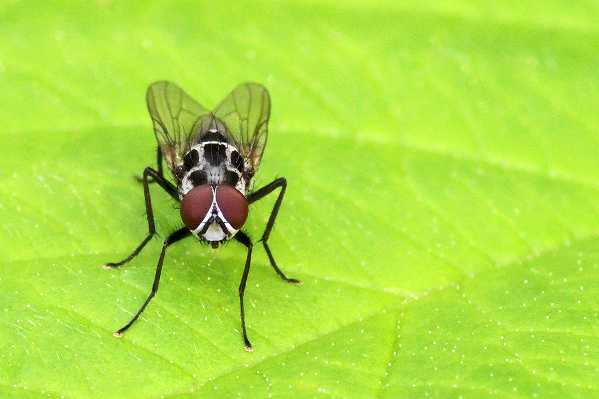 Flower Fly (Anthomyia procellaris) (1)