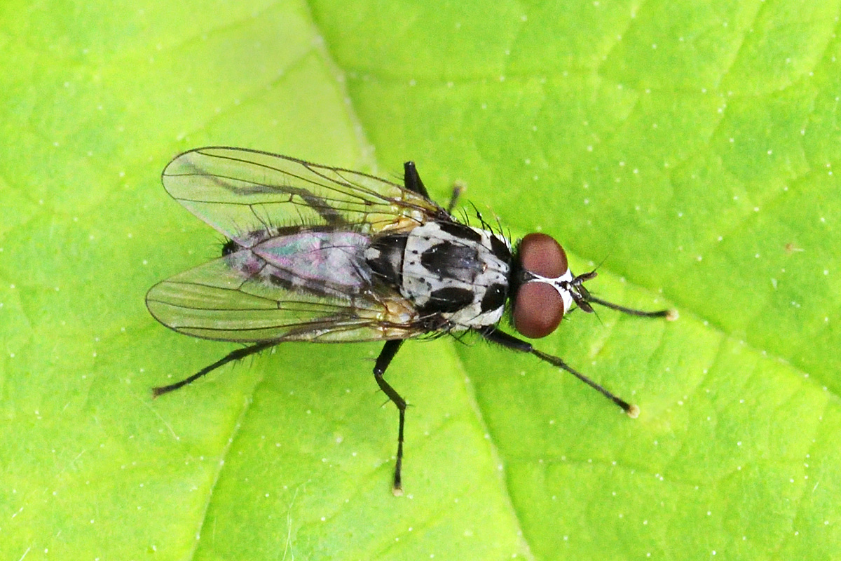 Flower Fly (Anthomyia procellaris) (2)