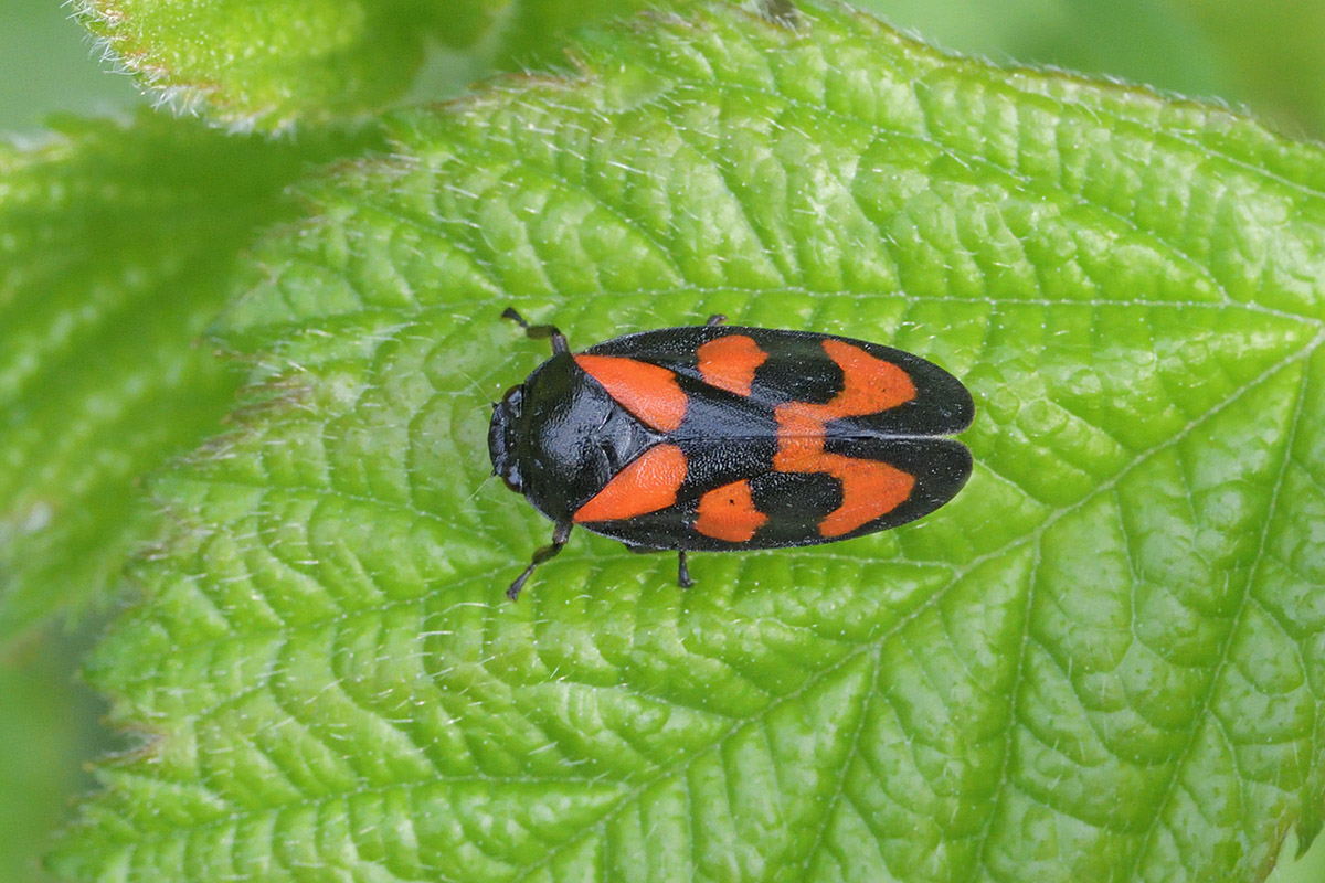 Black-and-Red Froghopper (Cercopis vulnerata) (1)