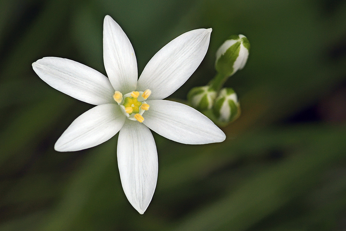 Grass Lily (Ornithogalum umbellatum) (1)