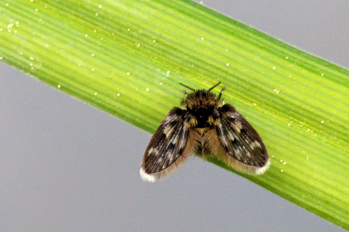 Moth Fly (Psychodidae, a Family of Diptera) (1)