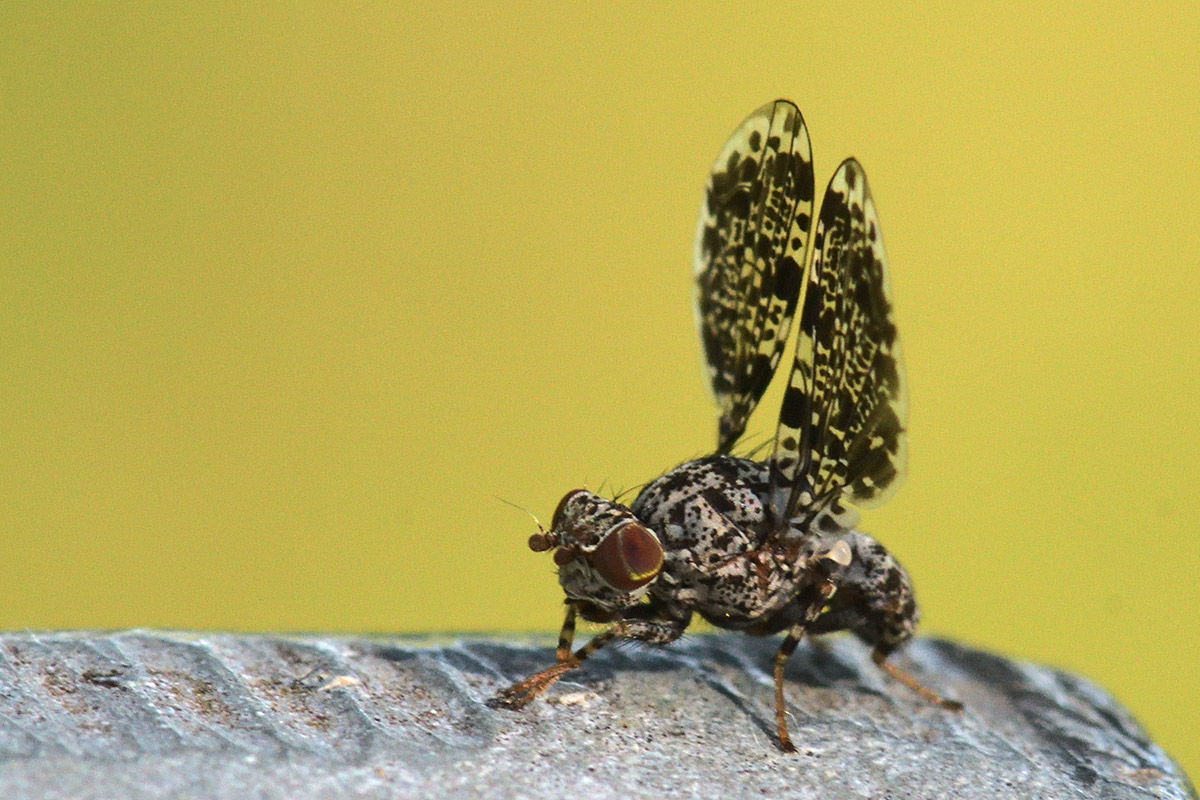 Peacock Fly (Callopistromyia annulipes) (1)