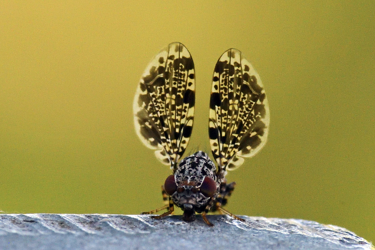 Peacock Fly (Callopistromyia annulipes) (2)