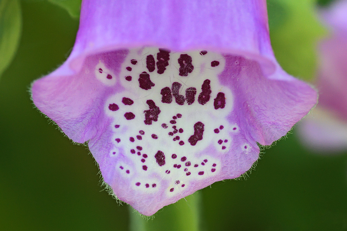 Purple Foxglove (Digitalis purpurea) (1)