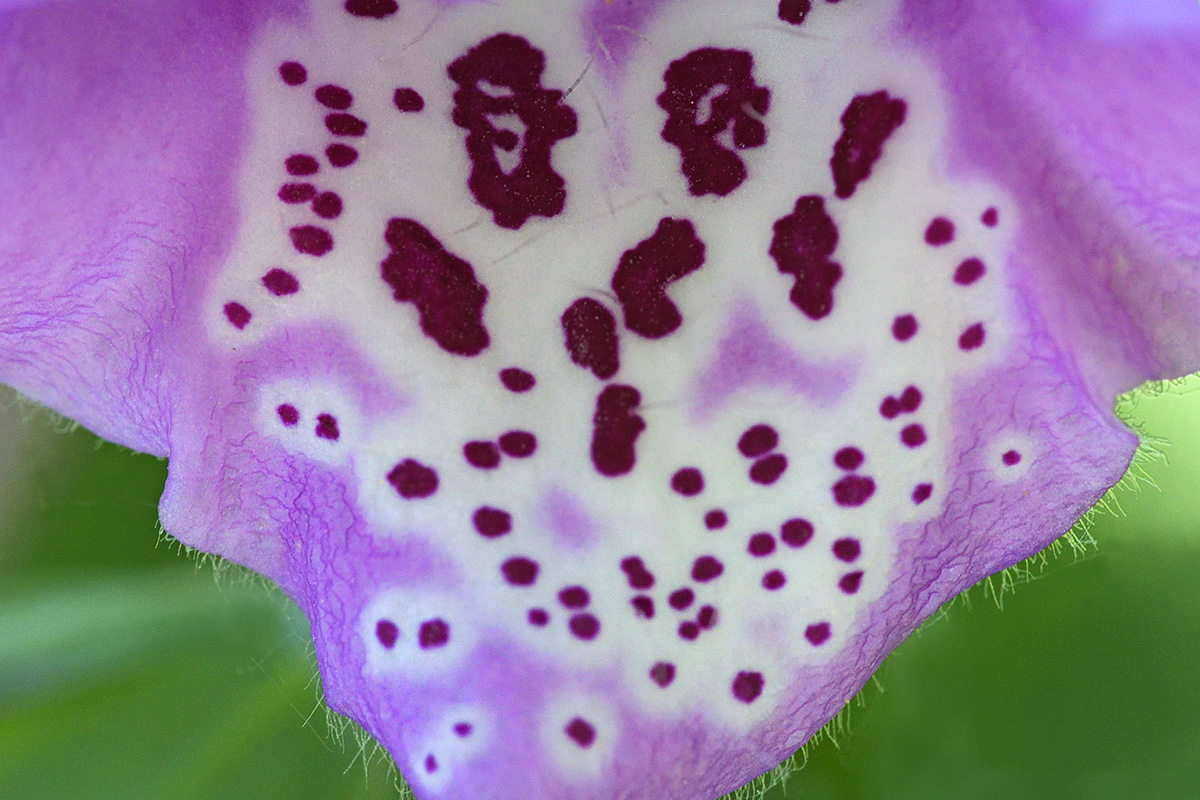 Purple Foxglove (Digitalis purpurea) (2)