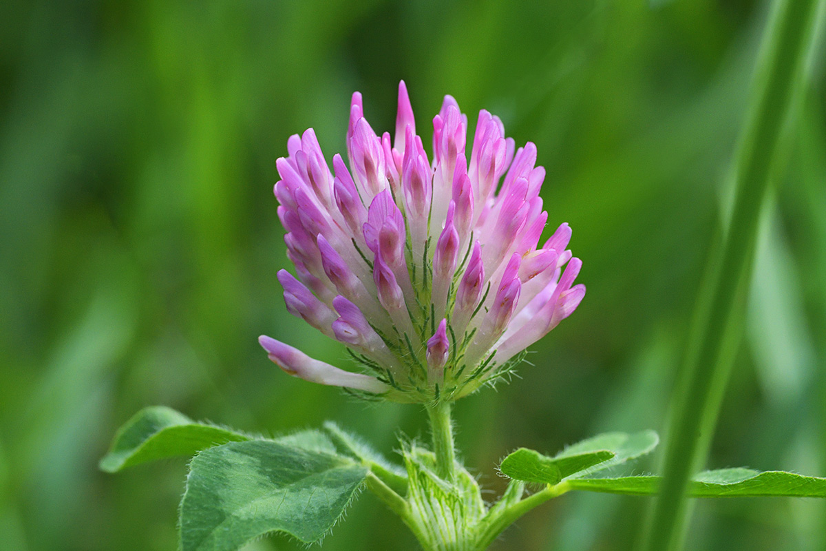 Red Clover (Trifolium pratense) (1)