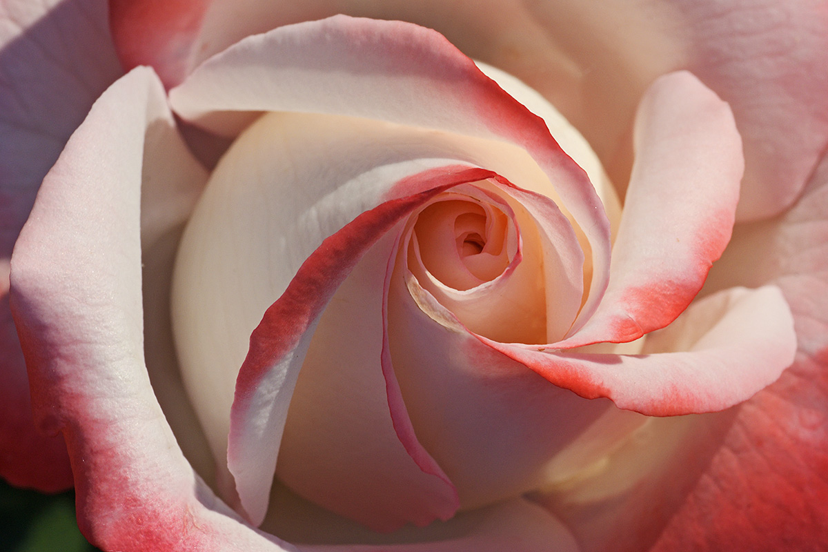 Queen of the Flowers (1)