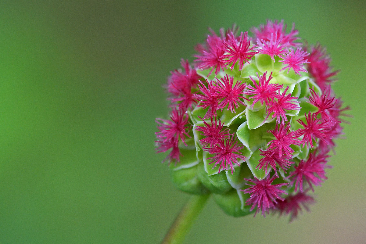 Salad Burnet (Sanguisorba minor) (1)