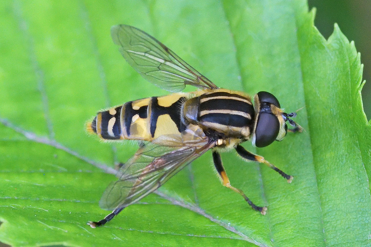 Sun Fly (Helophilus pendulus) (1)