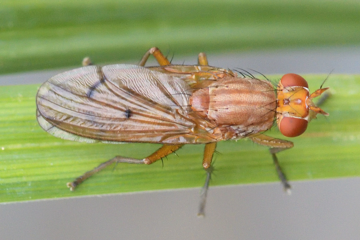 Tree Fly (Dryomyza anilis) (1)