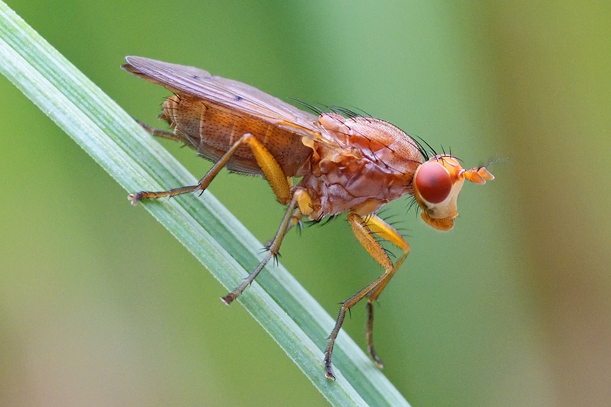 Tree Fly (Dryomyza anilis) (2)