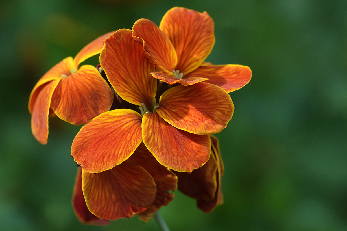 Common Wallflower (Erysimum cheiri) (1)