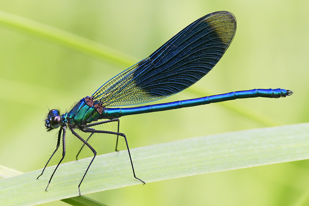 Banded Demoiselle (Calopteryx splendens, male) (4)