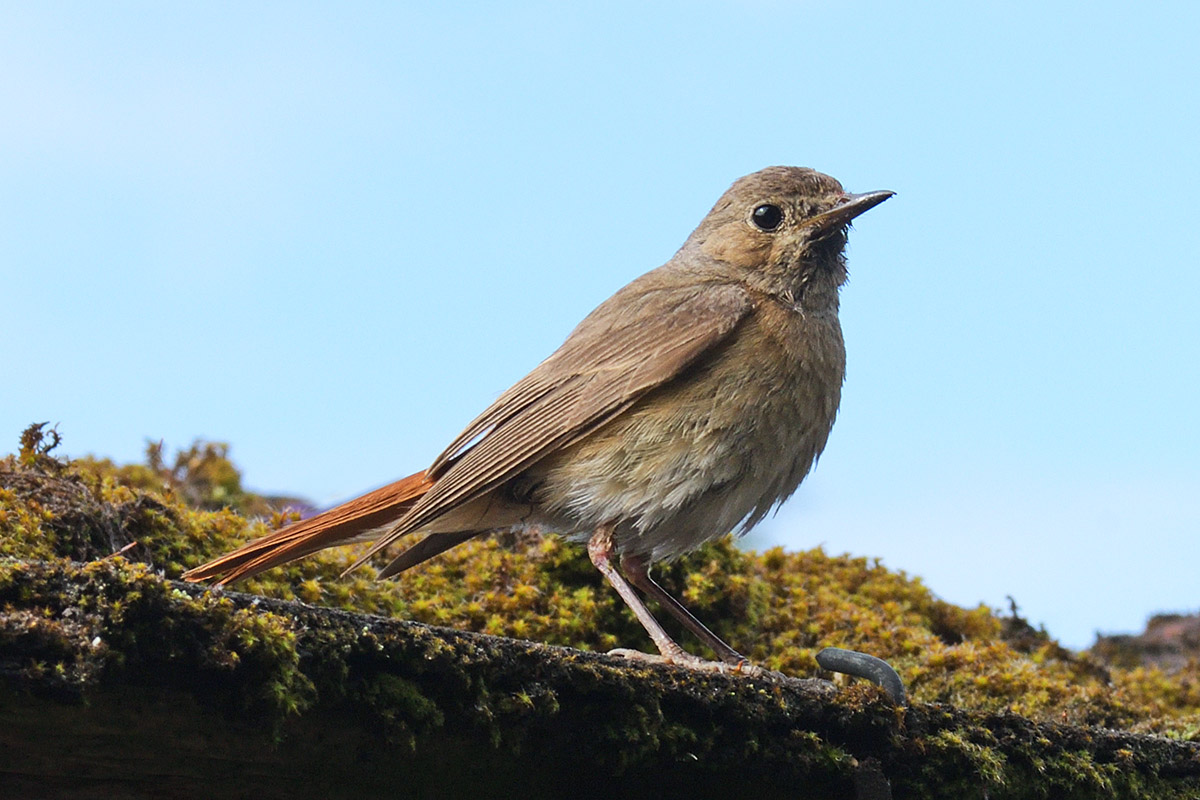 Black Redstart (Phoenicurus ochruros, female) (1)